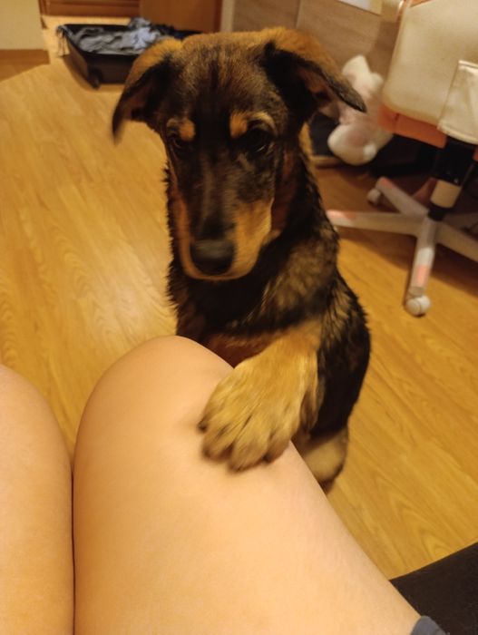 Bibi uma cadela muito amorosa!