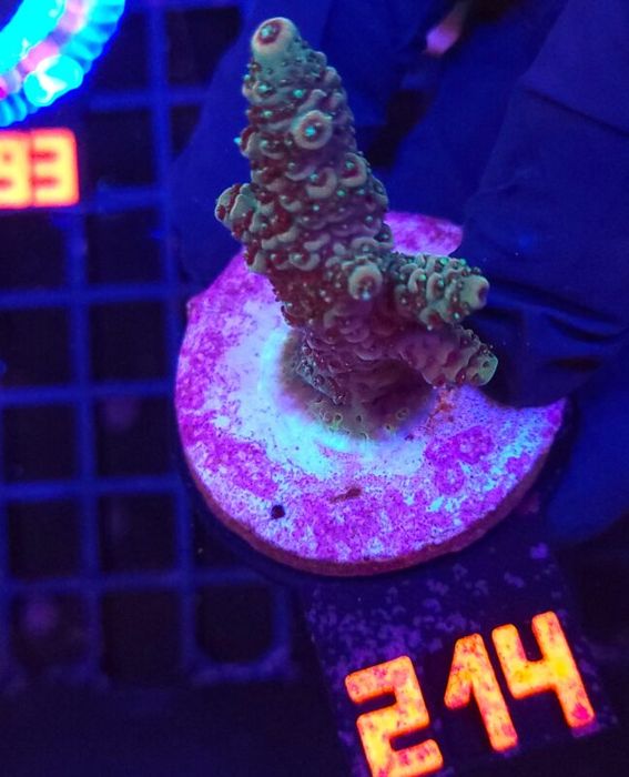 Acropora millepora (214) [Koralowce LPS]