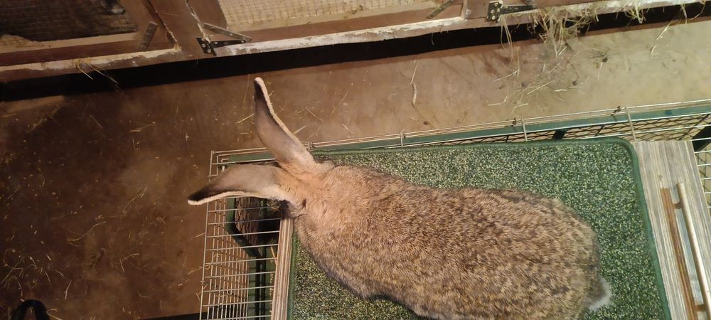 Króliki Olbrzym szary