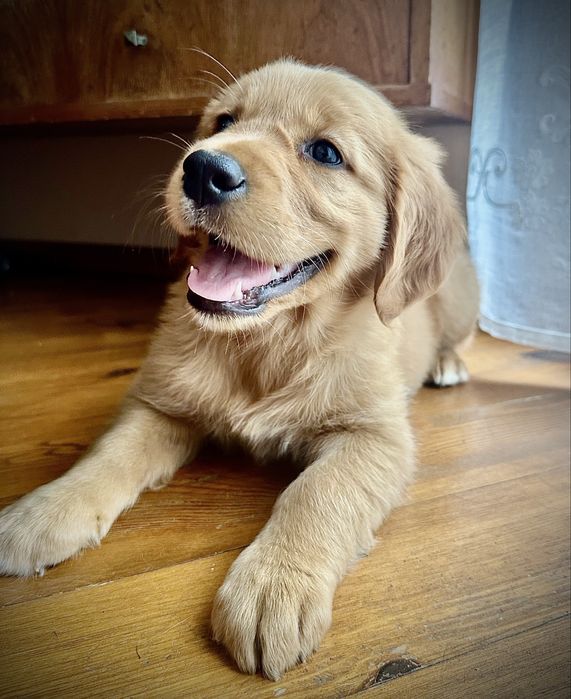 Złota suczka golden retriever do odbioru