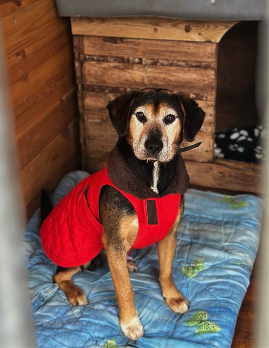 Beaglowaty Ludwik, 12 kg, kochany do adopcji.