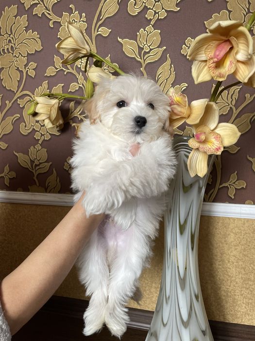 Щенульки мальтипу F1