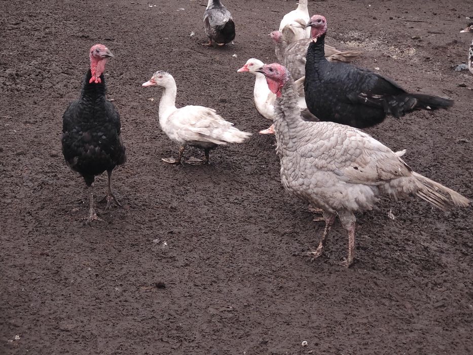 Indory indyki Indyk Samce Samiec 2025