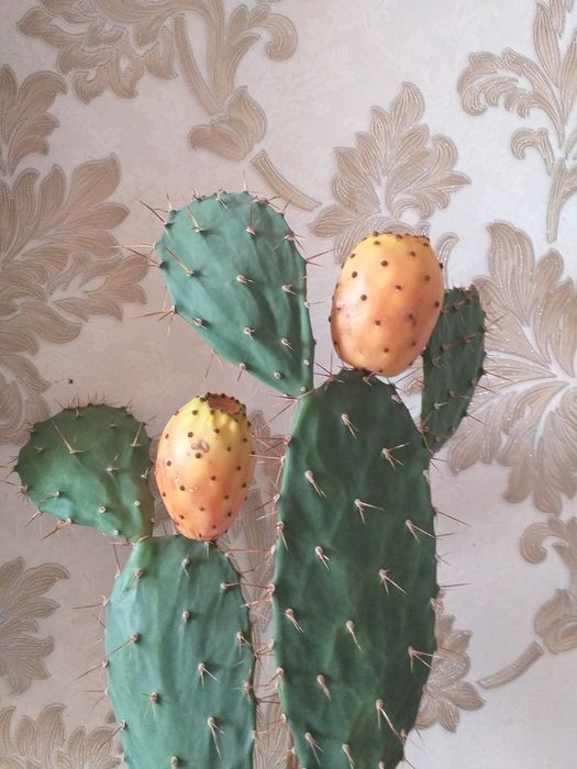 Мандарины, апельсины, лимон гранат, финик