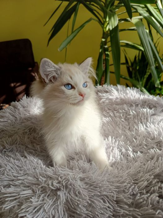 Kocurek Ragdoll, Międzynarodowy Rodowód FPL