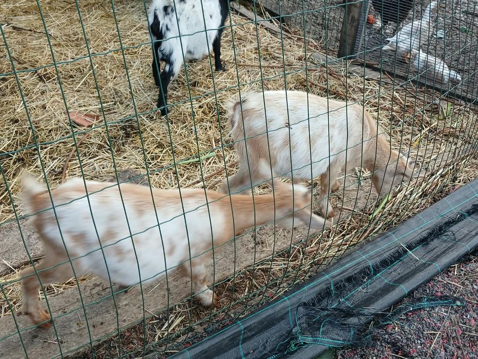 Cabras anãs 6 meses