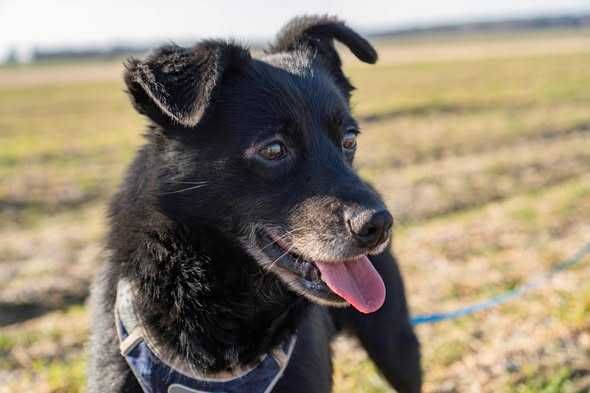 Niewielki spokojny Teofilek szuka domku