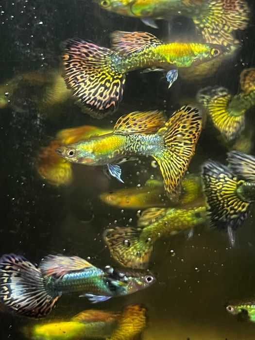 Poecilia reticulata platinum Gupik platinum