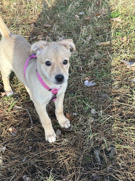 Безкоштовно, щеня в хороші руки