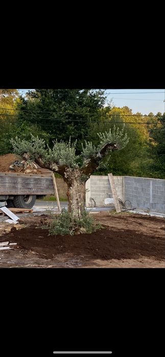 Oliveiras centenarias para jardim
