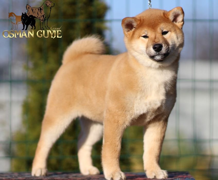 Видатна дівчинка шиба іну сіба іну 3 місяці