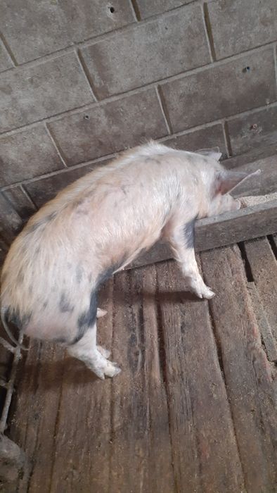 Продам 2 свинки       .