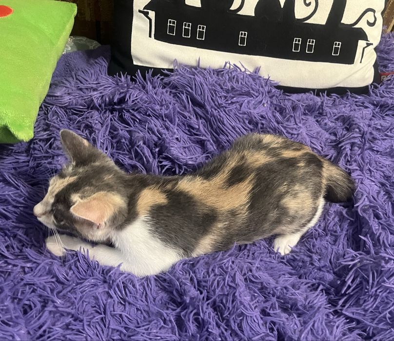 Котенок 3 месяца