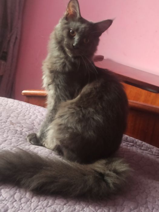 Голубий окрас.Дівчинка.