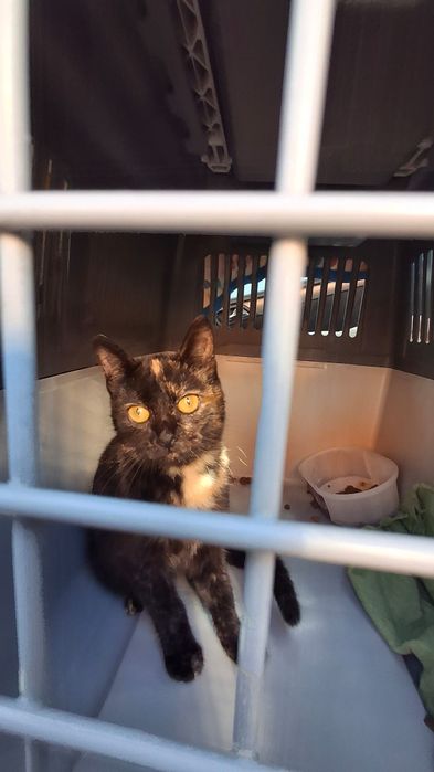 Gatinhas para adopção