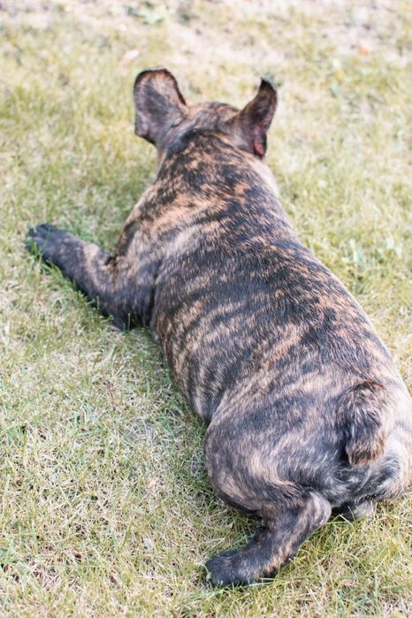 Buldog francuski-piękny piesek