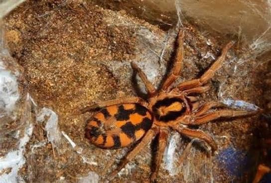 Ptasznik Hapolopus sp. Colobia Gross samica 1.5 dc