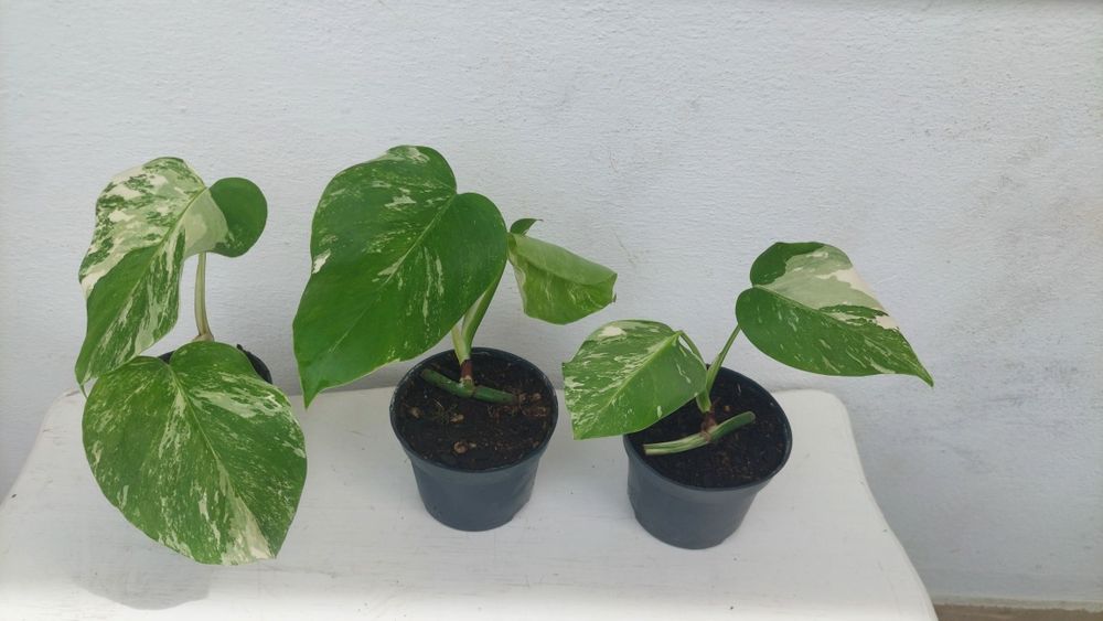 Monstera Variegata