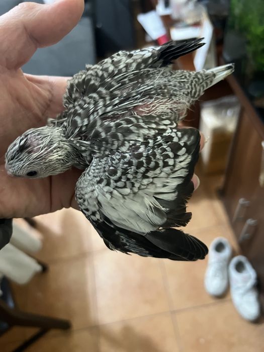 Caturras para acabar de criar a mao