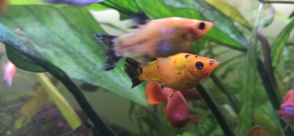 molinezje black moli, calipso, żółto czarna