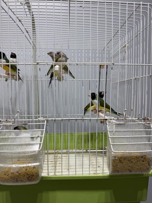 Diamantes Gould