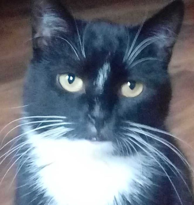 Zaginęła kotka czarno biała