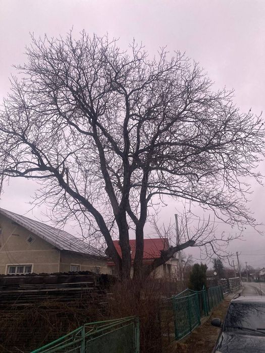 Чистка саду, обрізка дерев, чагарників.