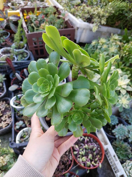 Suculentas 5€ cada