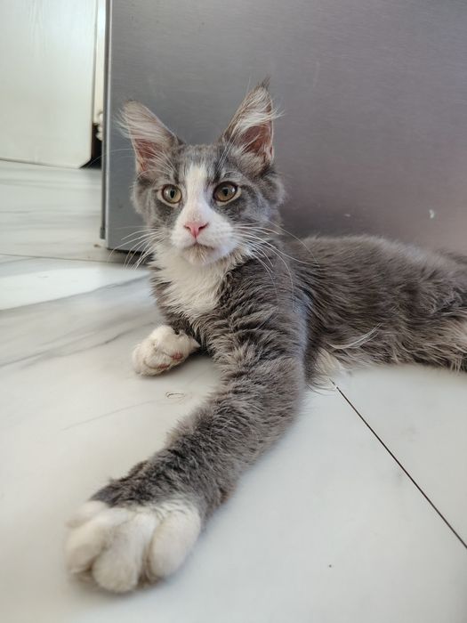 Maine Coon ostatnie dwa kocurki