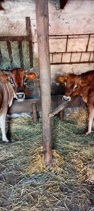 Джерсей чистопородні телички