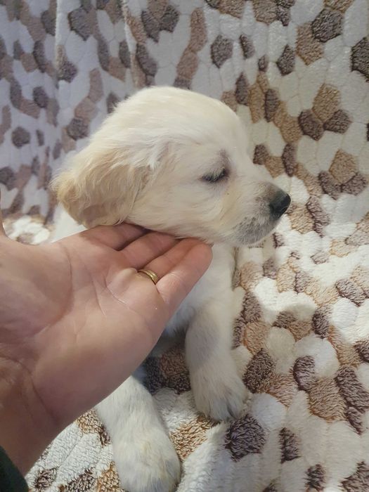 Golden retriever