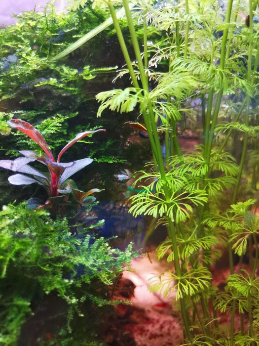 Planta de aquário - Limophila sessiflora