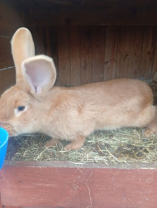 Królik samica na sprzedaż