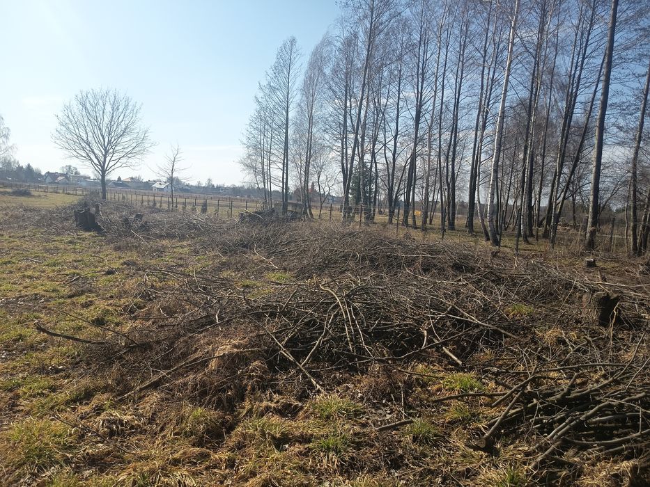 Oddam galęzie drzew liściastych