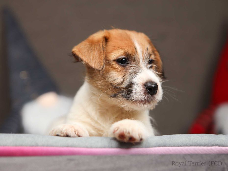 suczka Jack Russell terrier ZKWP/FCI szorstkowłosa po Championach
