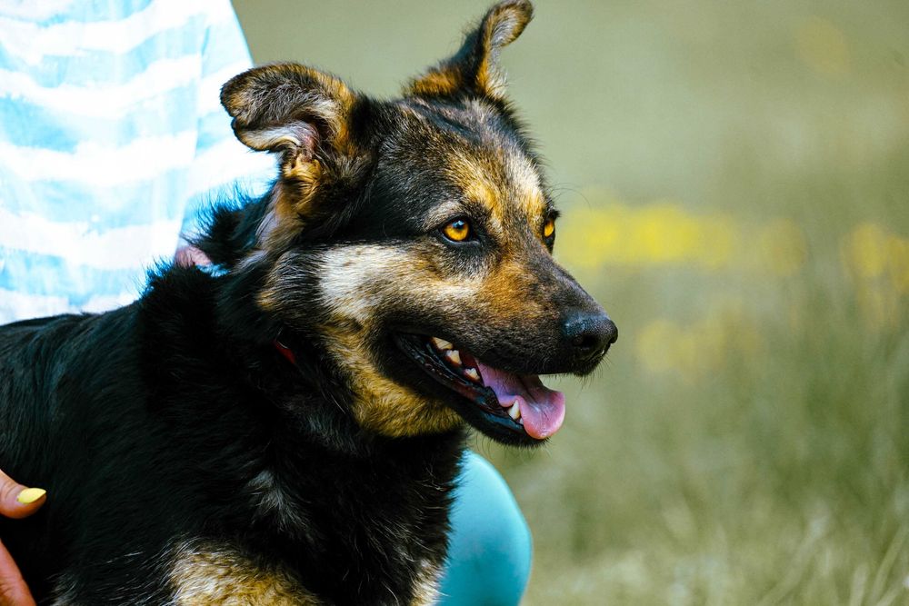 Limka - śliczna , młoda sunia