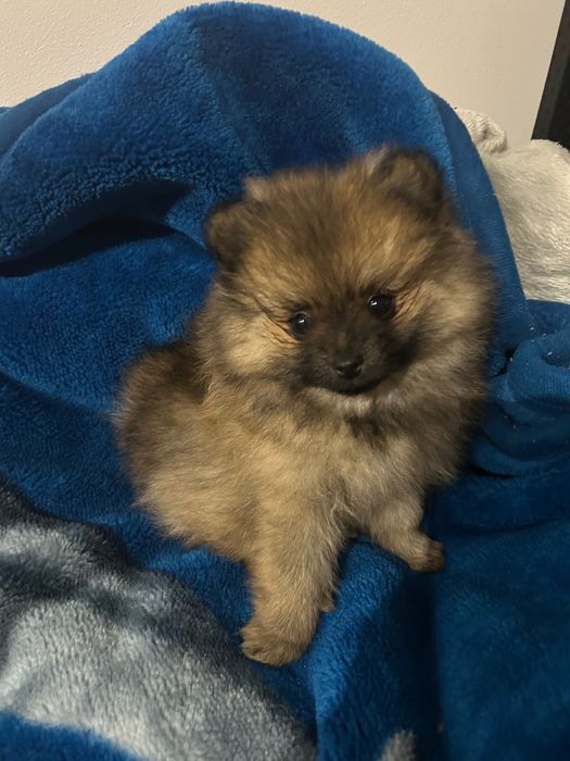 Szczeniak szpic miniaturowy pomerianian