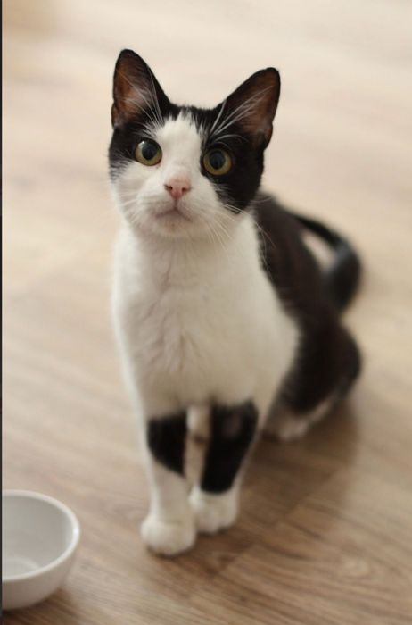 Merlin - urocza kotka do adopcji