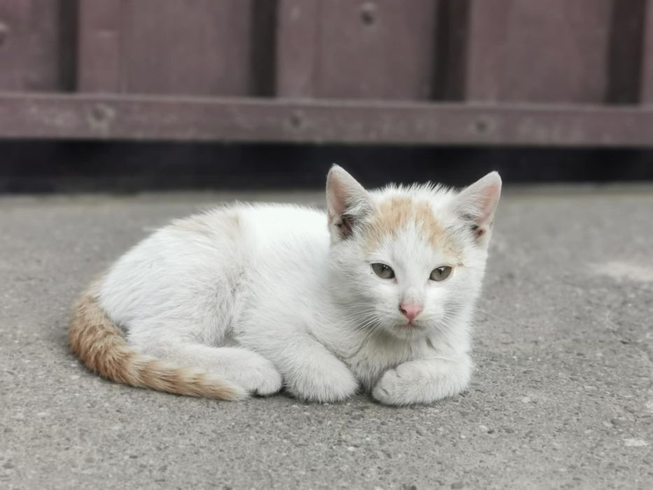 Młody uroczy kocurek Filemon szuka super chaty