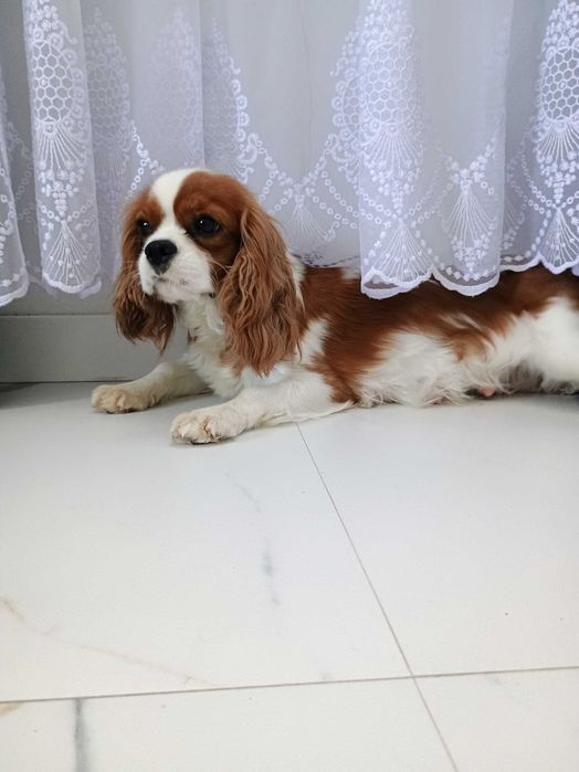 Cavalier King Charles Spaniel dorosła suczka