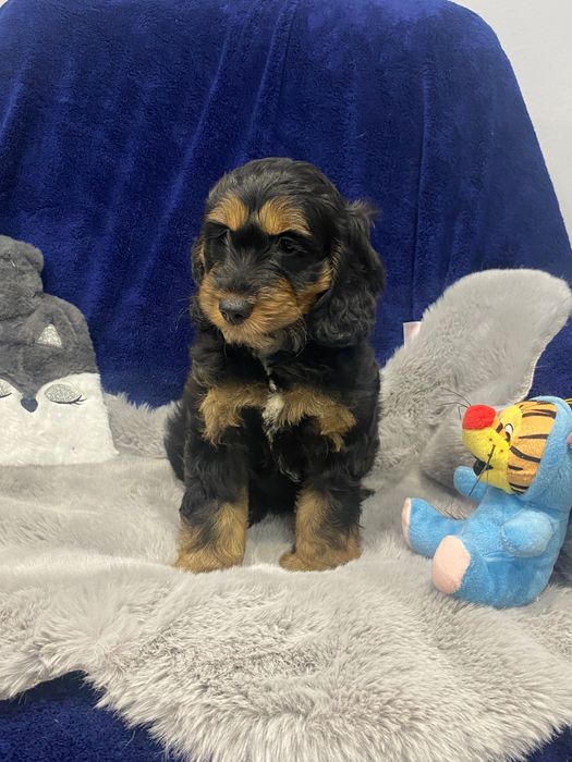 Sprzedam pięknego cockapoo