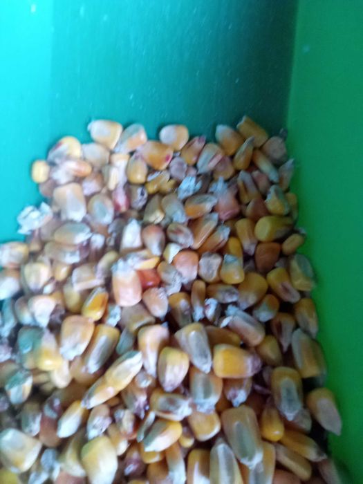 pszenica jęczmień jary, owies, kukurydza, mieszanki, śruta