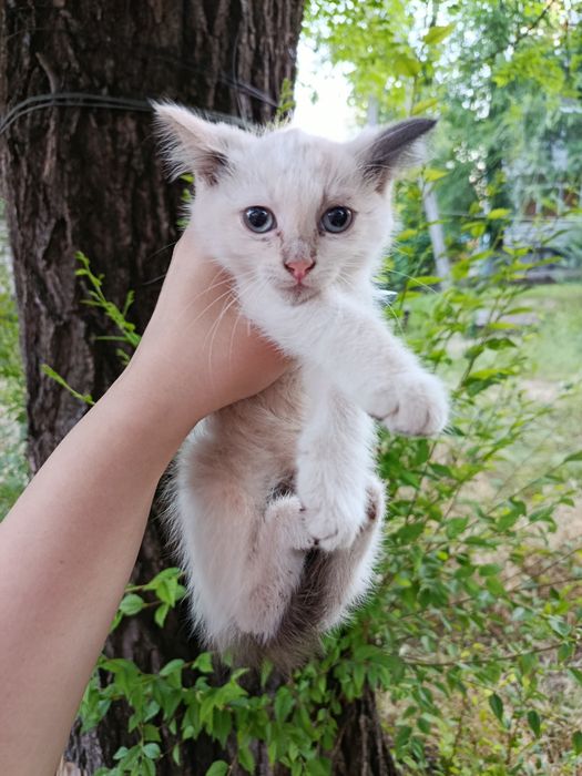 Котенок сиамский бесплатно. Кошечка. Кошка. Котята даром