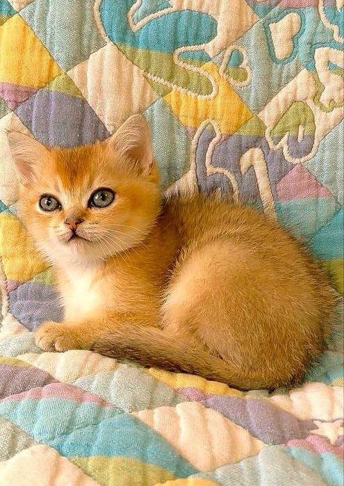Шотландские котята (ЗОЛОТАЯ ШИНШИЛЛА)