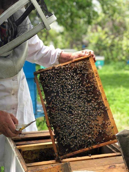 Смачний мед зі своєї пасіки