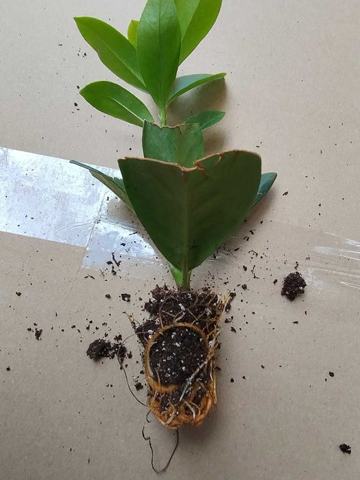 Planta Prunus Laurocerasus Novita para venda em placas múltiplas