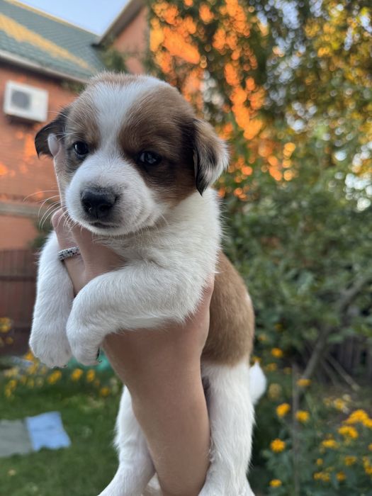 Щенята від дуже маленької собачки