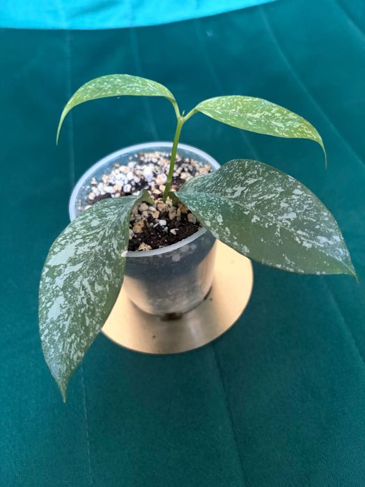 Hoya cystiantha (Splash) Hoya kolekcjonerska