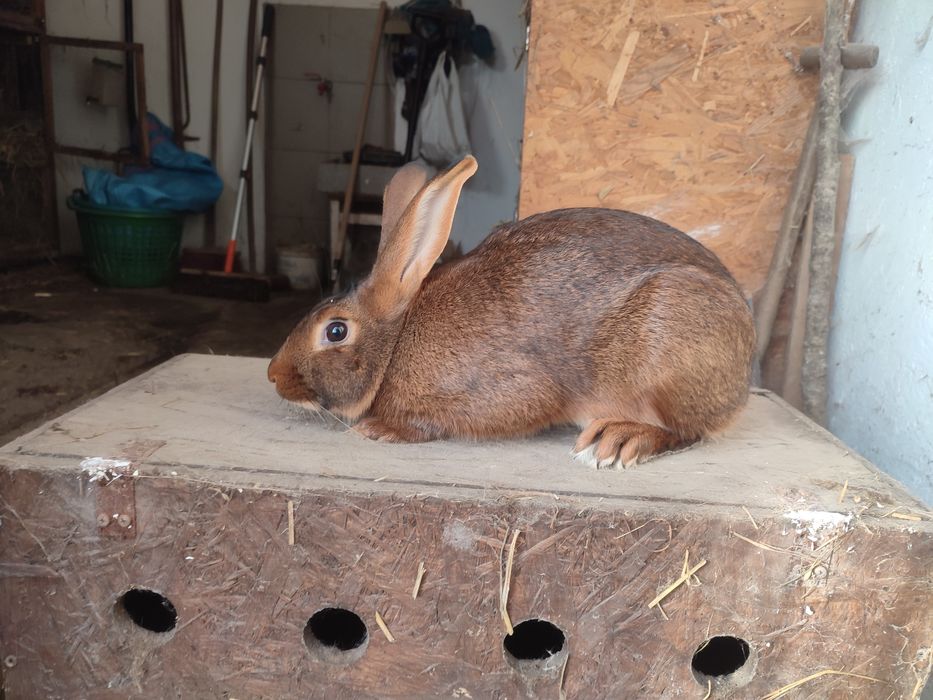 Zajęczak machoniowy samiec
