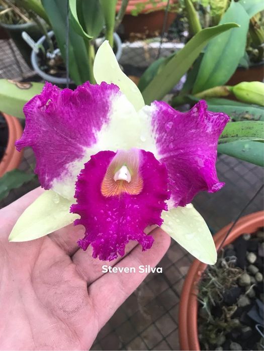Orquídea Cattleia Blc. Hsinying Flash 'Fire Flame'